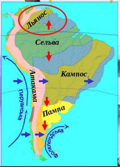 Степи і лісостепи Орінокської низовини мають місцеву назву ..