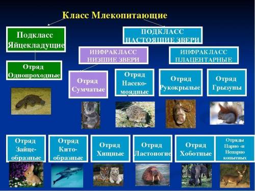 Составить опорную схему Многообразие плацентарных млекопитающих