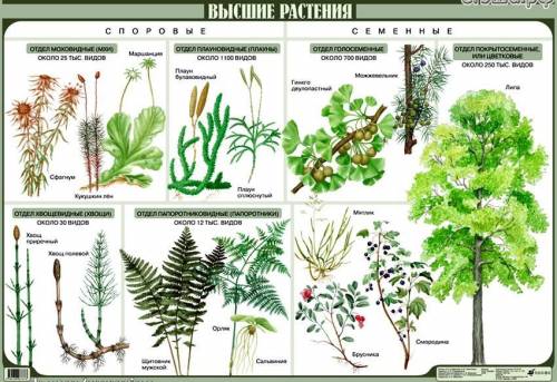 Сделайте конспект про тему: Царство растений ЗАРАНЕЕ