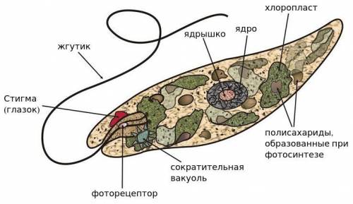 Какой формы хлоропласт у эвглены зелёной,и у хлореллы?​