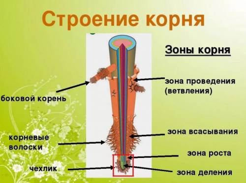 Под чехликом находится участок (зона) ... 1) проведения 2) всасывания 3) деления 4) растяжения6. Есл