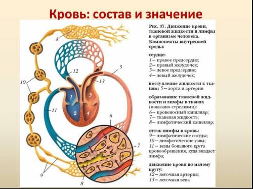 Рассмотрите рисунок. Установите соответствия между определениями органов лимфатической системы и час