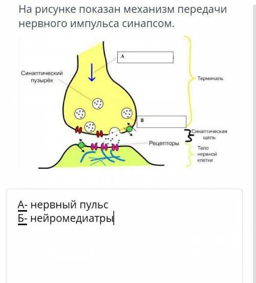 На рисунке показан механизм передачи нервного Импульса синапсом.​