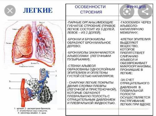 ответьте, как строение и функции диафрагмы взаимосвязаны между собой