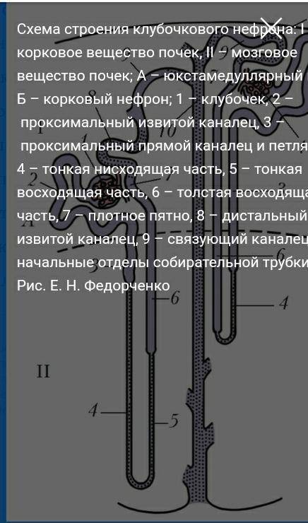 Нефрон құрылысы. беремін. ​