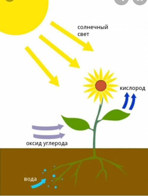 1)Схема фотосинтеза.2)Особенности дыхания животных – таблица3)Таблица «Взаимосвязь дыхания и фотосин