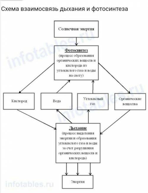 1)Схема фотосинтеза.2)Особенности дыхания животных – таблица3)Таблица «Взаимосвязь дыхания и фотосин