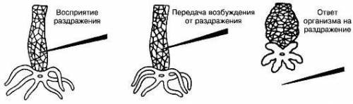 Конспект по кишечно полостным с картинками