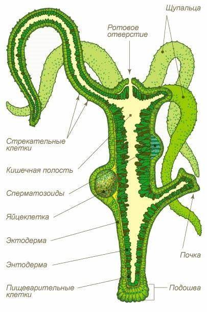 Конспект по кишечно полостным с картинками