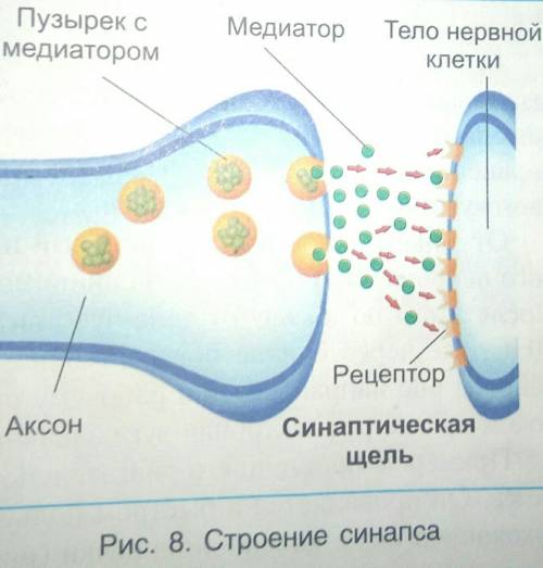 Строение синапса. Назови детали синапса1.2.3.​