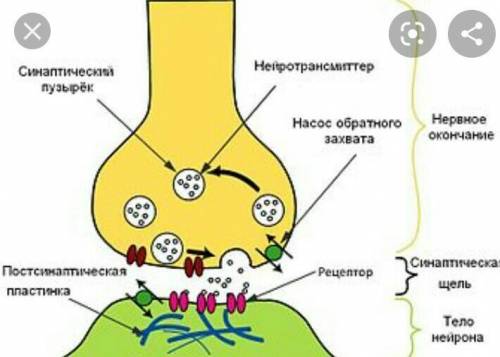 Строение синапса. Назови детали синапса1.2.3.​