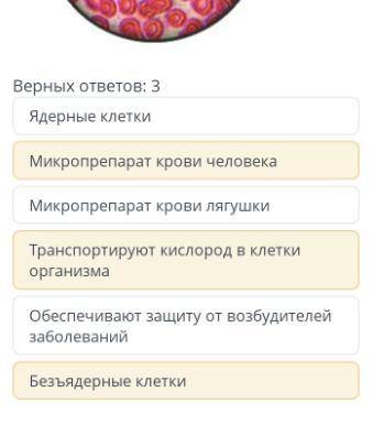 На рисунке изображены эритроциты - форменные элементы крови под микроскопом. Определите, кому принад