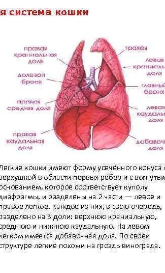 [3] 9. Назовите отличительные особенности органов дыхания у животных. + ответ занесите в таблицу. Ра