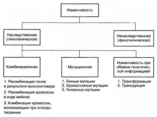 4. Основные формы изменчивости, их особенности.Кратко