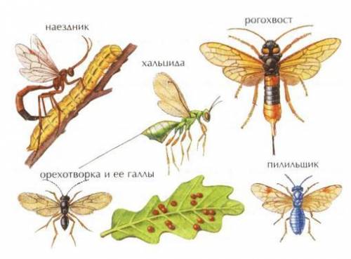 Перепончатокрылые. Краткий конспект