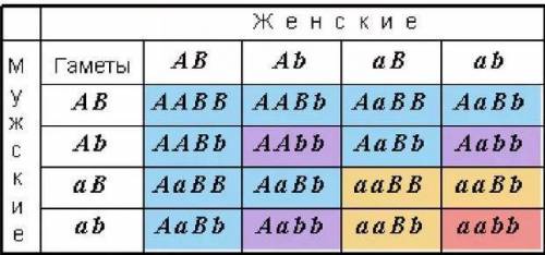 При дигибридном скрещивании доминантной и рецессивной форм в F2 происходит расщепление по фенотипу в