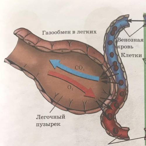 Как происходит газообмен в легких. Опишите состав вдыхаемого, выдыхаемого и альвеолярного воздуха