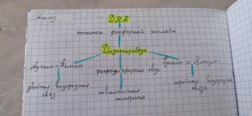 Изобразите в виде схемы молекулу ДНК, указав ее компоненты:1) дезоксирибоза;2) остатки фосфорной кис