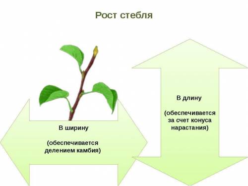 Стебель и его функция рост стебля в ширину​