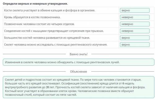 Определи верные и неверные утверждения. Кости скелета участвуют в обмене кальция и фосфора в организ