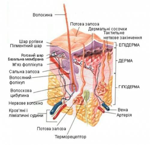 Маленький твір - роздум на тему Шкріа та здоровья