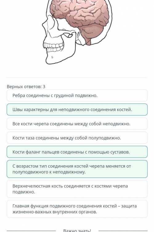 Типы соединения костей: неподвижное, полуподвижное, подвижное Выбери верные утверждения о типах со