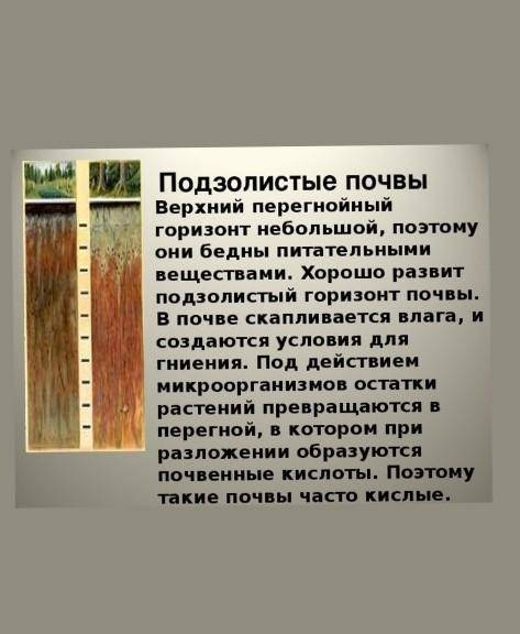 Какие почвы бедны перегноем и бедны минеральными веществами? 1)серые лесные 2)серо-бурые 3)подзолист