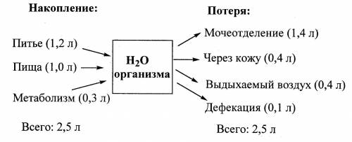 Схема обмена водыпо типу фото можете взять фотографию из интернета​