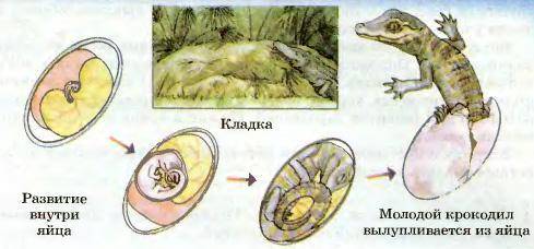 Рассмотрите вылупление из яйца крокодила. Определите тип развития. ответ обоснуйте кто знает можете