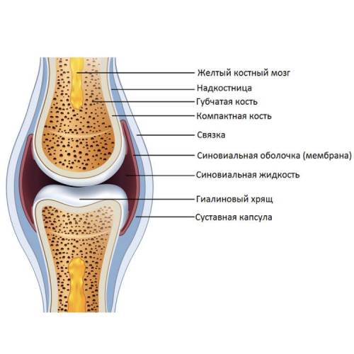 Запишите строение сустава, с характеристикой каждой из структур​
