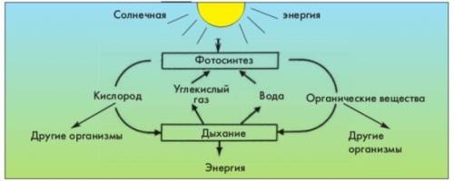 Используя предложенные слова (схема 9), составь схему «Обмен веществ у растения». Обсуди результаты