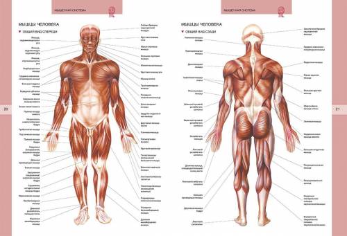 1. Определяют виды мышечные ткани и группы мышц по рисунку.​