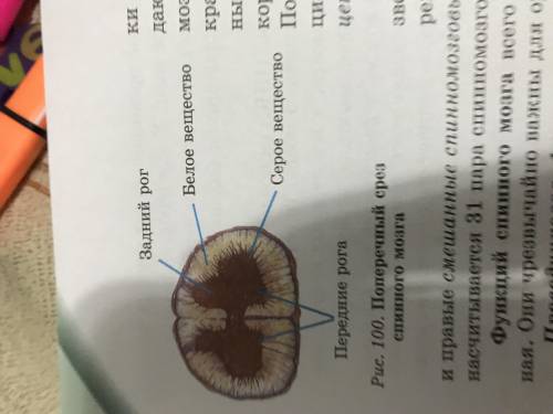 1 Подпишите части спинного мозга на рисунке указано указав другим цветом их функции