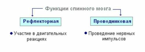 Функции корешков спинномозговых нервов белого вещества головного мозга​