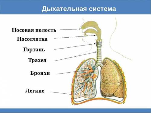 Нужно написать название части органа и ее основные функции