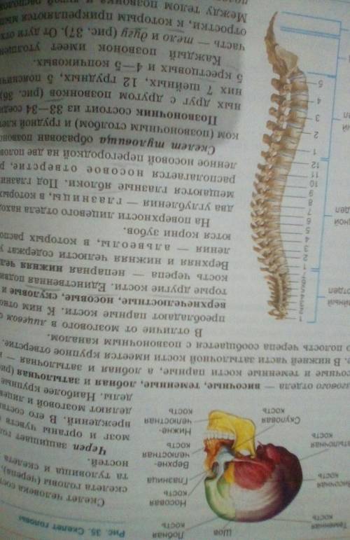 Каковы основные функции спинного мозга? Приведите примеры рефлекторных актов человека,осуществляющих