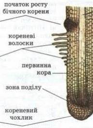 Пояснити взаємозв'язок будови корення з його функціями??? будь ласка​