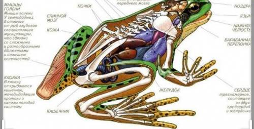 Напишите строение тела, покров, скелет ,мышцы |лягушки ​