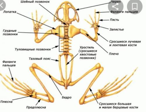 Напишите строение тела, покров, скелет ,мышцы |лягушки ​