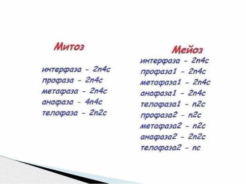 Какая формула соответствует набору хромосом и молекул ДНК в ядре клетки, вступающей в интерфазу мито