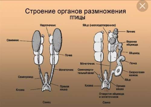 Половая система амфибий номер