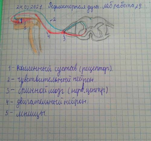 сделать лабораторную работу 1. Посадить одного из учеников на стул. Предложить ему поло- ожить ногу