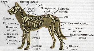 Особливості скелета тулуба у ссавців в . =\ ​