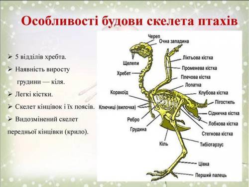 Скелет головы риби, амфібії, рептилії, птахи, ссавці​