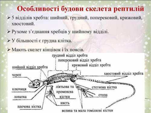 Скелет головы риби, амфібії, рептилії, птахи, ссавці​