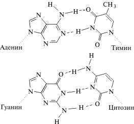 1. Изобразите схематичную модель нуклеотида молекулы ДНК и подпишите основные структурные компоненты