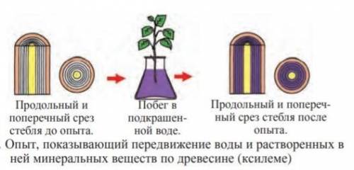 ОТВЕТЬТЕ НА ВОПРОСЫ : 1) Какая роль кровеносной системы в процессе питания и дыхания ? 2)Привести пр