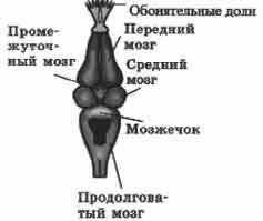 , 7 класс биология тема 《внешнее и внутреннее строение земноводних》​