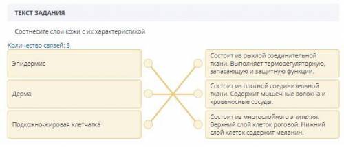 Соотнесите слои кожи с их характеристикой Количество связей: 3эпидермисСостоит из рыхлойсоединительн