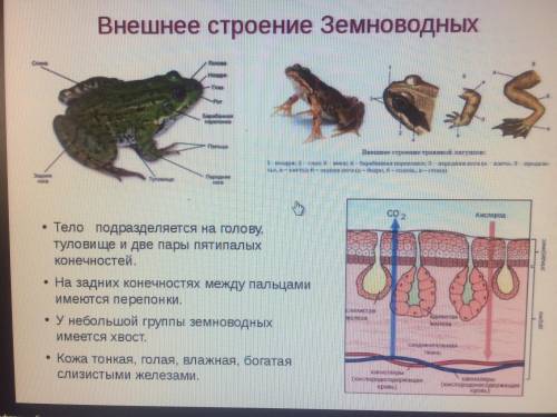 докажите что внешнее строение лягушки питания и размножения позволяют ей обитать в двух средах однов